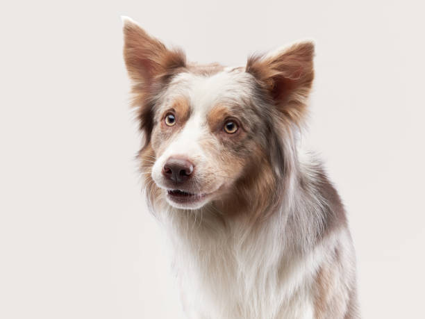 istock funny dog. Happy Border Collie curve muzzle 1831176669