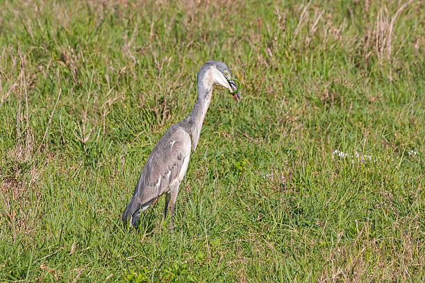 istock Black-headed Heron swallows up green snake catch in grass 183118872