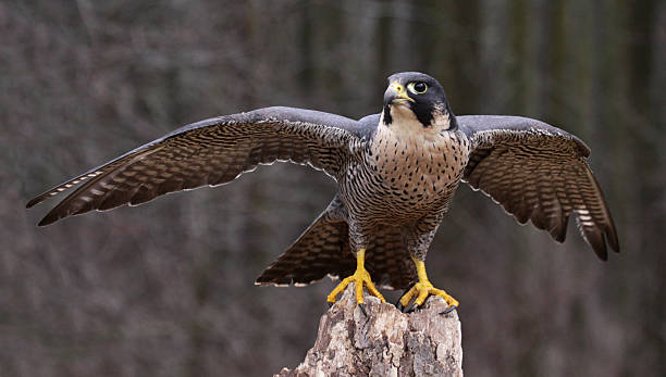 растягивает сапсан - peregrine falcon фотографии стоковые фото и изображения