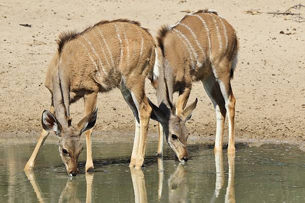 Kudu panturrilhas-idênticas fundo de vida selvagem da África - foto de acervo