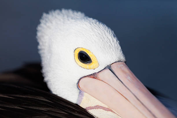 Pelican stock photo