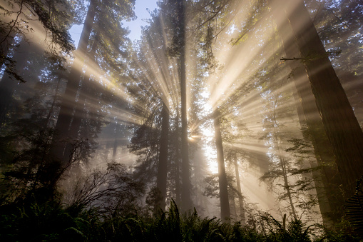 Sun rays pearce through the misty trees at Redwood National Park in California
