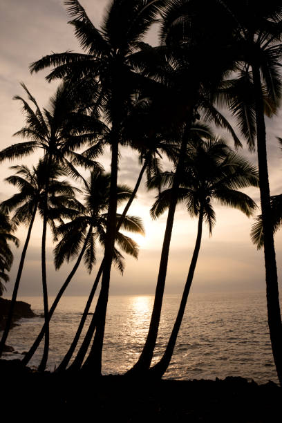 istock Sunrise over the Ocean in Pahoa, Hawaii 1831237520