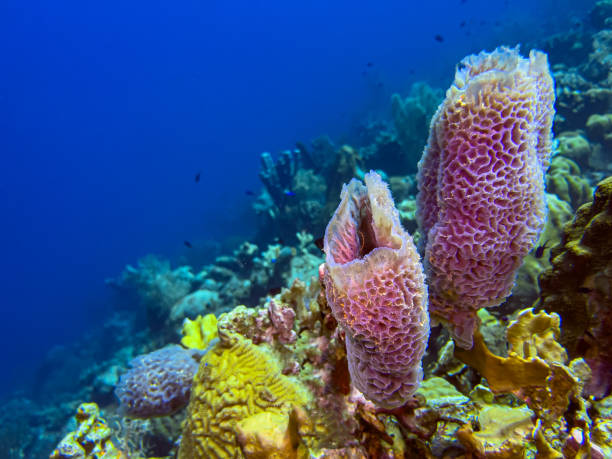 istock the azure vase sponge, 1831263533