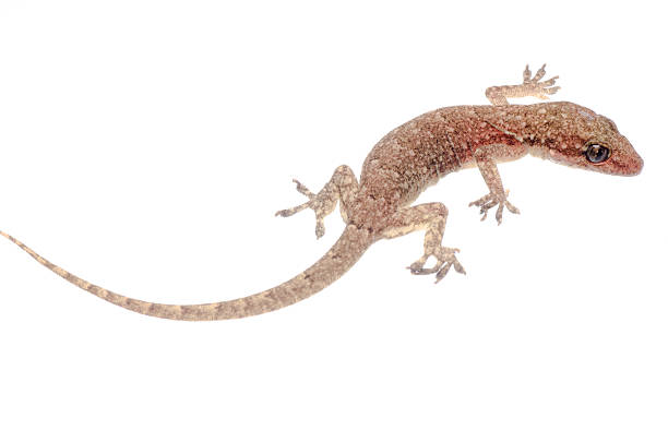 istock Chinese Oriental leaftoed gecko 183127430