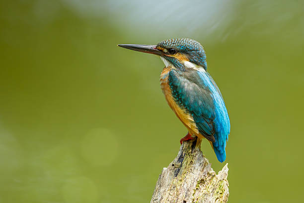 80+ Fotos, Bilder und lizenzfreie Bilder zu Alcedo Fotos iStock