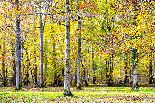 French forest in fall, in Ile de France, near Paris