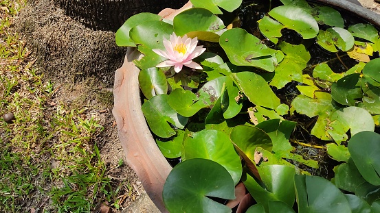 Pink color lotus