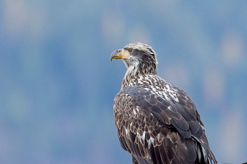 A close up portraiture of a juvenile American bald eagle in north Idaho.