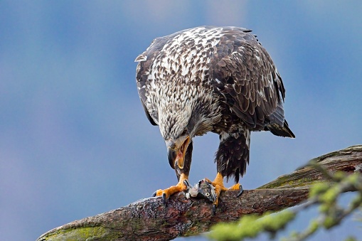 A close up wildlife photo of a juvenile bald eagle perched on a branch eating a fish in north Idaho.