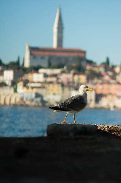 istock Rovinj, Croatia 183131518