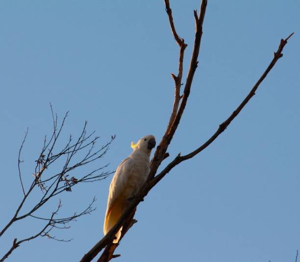 istock Yellow Cresent Cockatoo 1831325768