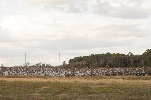 Cotton Fields in Central Georgia During Thanksgiving Week in the Fall of 2023.