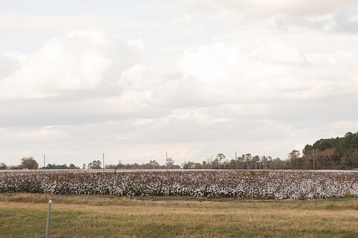 Cotton Fields in Central Georgia During Thanksgiving Week in the Fall of 2023.