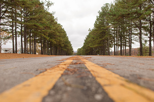 Empty Country Road Lined with Tall Pine Trees in Winchester, Tennessee During Thanksgiving Week in the Fall of 2023