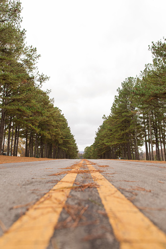 Empty Country Road Lined with Tall Pine Trees in Winchester, Tennessee During Thanksgiving Week in the Fall of 2023