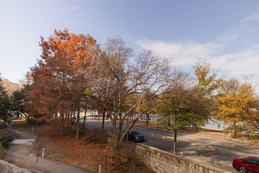 Colorful Orange Autumn Leaves on Trees in Chattanooga, Tennessee During Thanksgiving Week in the Fall of 2023.