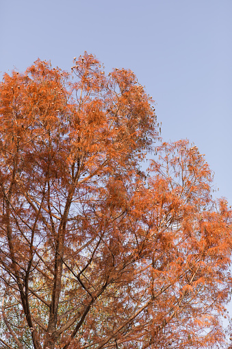 Colorful Orange Autumn Leaves on Trees in Chattanooga, Tennessee During Thanksgiving Week in the Fall of 2023.