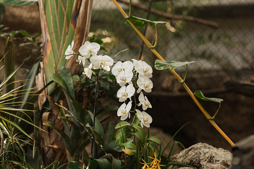 Branch of a blooming white orchid with a yellow color on the lip and a few unopened buds. Flowers isolated