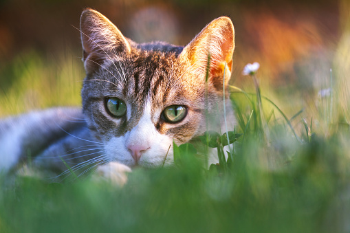 Playful Cat, Hunting in the Meadow. Locking Eyes with the Camera, Beautiful Gaze Captured. Whiskers twitching, Paws Pouncing. Meadow Magic, Feline Fascination