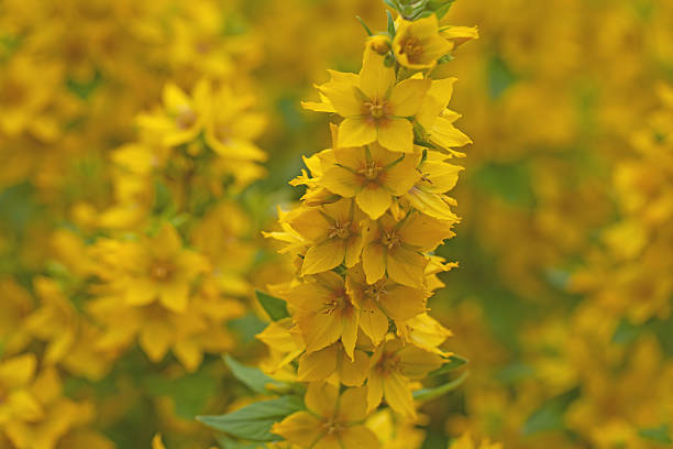 istock Field with beautiful yellow flowers 183136285