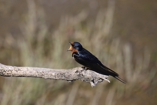 Barn Swallow (hirundo rustica) with it's beak wide-open and it's inner eyelid closed