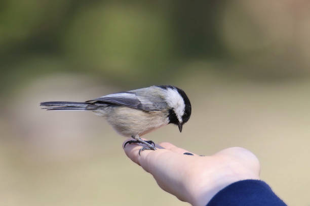 istock Black-capped Chickadee (poecile atricapillus) eating from someone's hand 1831363115