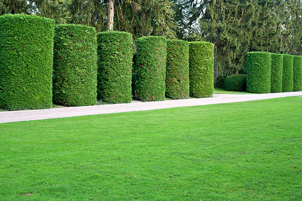 istock Trimmed hedges, Suedfriedhof Wiesbaden, Germany 183136356