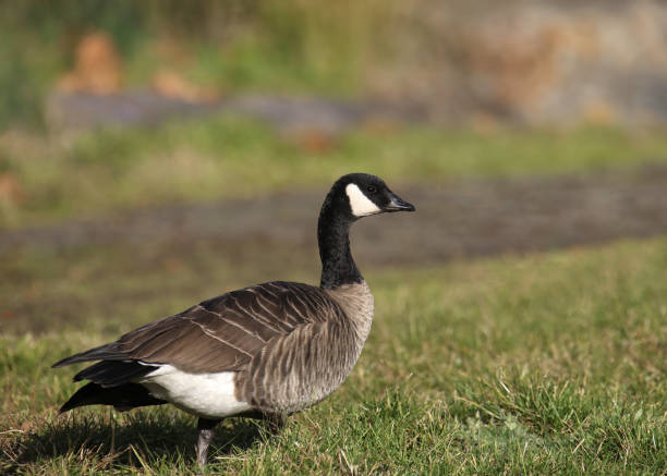 istock Cackling Goose (branta hutchinsii) walking across a grassy meadow 1831364172