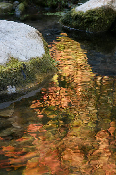 Reflexo de outono - foto de acervo