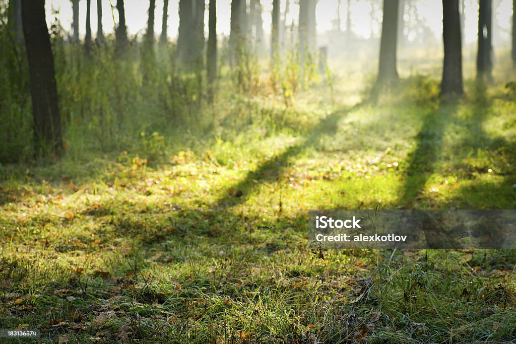 Bosque de compensación en sunrise - Foto de stock de Aire libre libre de derechos