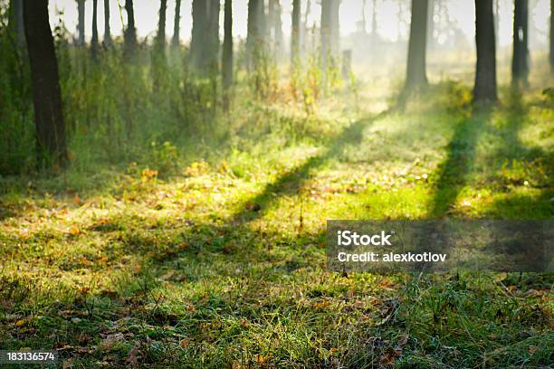 Bosque De Compensación En Sunrise Foto de stock y más banco de imágenes de Aire libre - Aire libre, Amarillo - Color, Anochecer