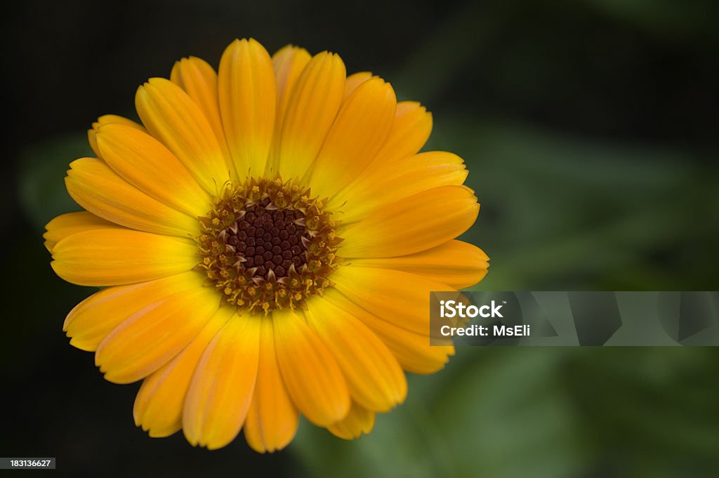 Laranja de flor de calêndula Desabrochar - Foto de stock de Acima royalty-free