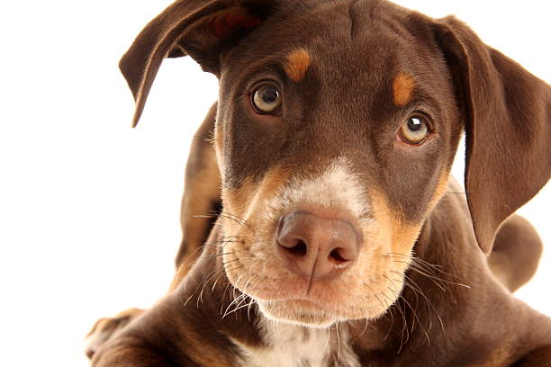 Sweet doberman puppy, studio shot
