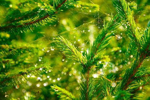 Pine braches with glittering light.