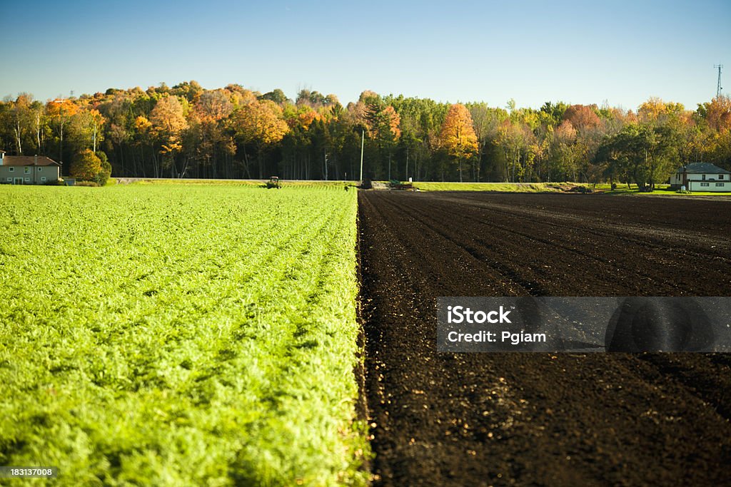 Cultures sur un demi-terrain de la ferme - Photo de Avant après libre de droits