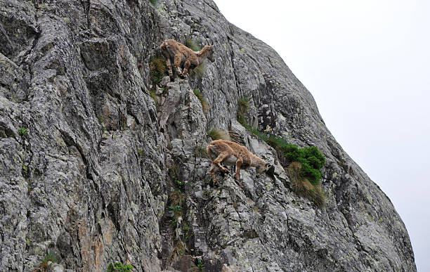 istock Swiss Alpine Ibex herd on a cliff 183137011
