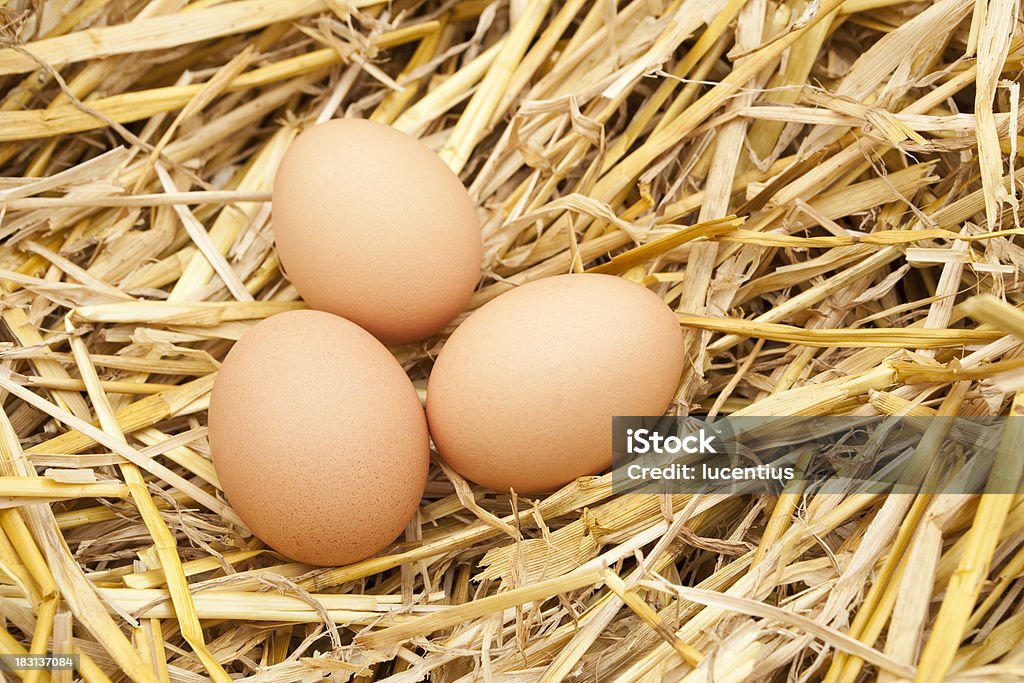 Свежие яйца в соломенной ферма - Стоковые фото Без людей роялти-фри