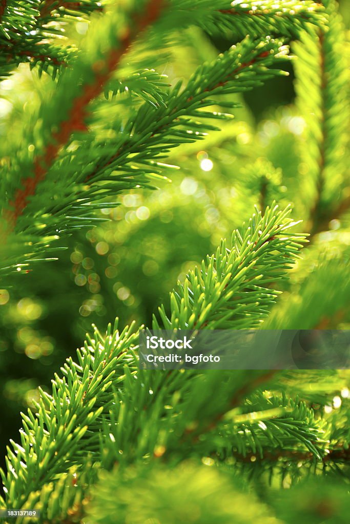 Ramo di un albero di pino - Foto stock royalty-free di Abete
