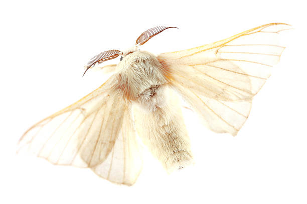mariposa de seda (xxl) isolado - traça - fotografias e filmes do acervo