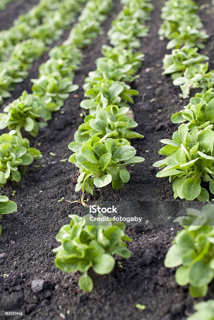 Corn Salad - Lizenzfrei Feldsalat Stock-Foto