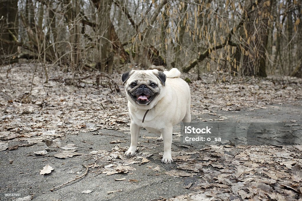 Funny Pug Funny Fawn Pug Walking in Park Animal Stock Photo