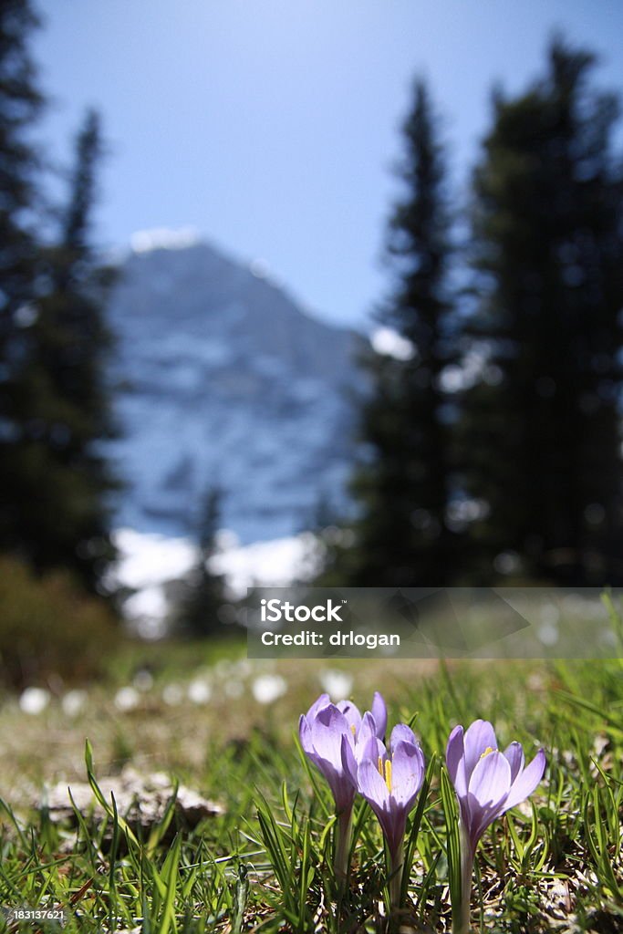 Szwajcarska alpejskie Łąki z Góra Eiger - Zbiór zdjęć royalty-free (Alpinizm)