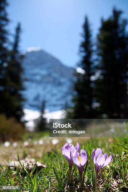 Szwajcarska Alpejskie Łąki Z Góra Eiger - zdjęcia stockowe i więcej obrazów Alpinizm - Alpinizm, Alpy, Alpy Szwajcarskie