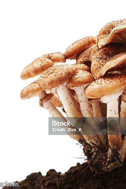 Funghi Commestibile - Fotografie stock e altre immagini di Muschio - Flora - Muschio - Flora, Scontornabile, Alimentazione sana