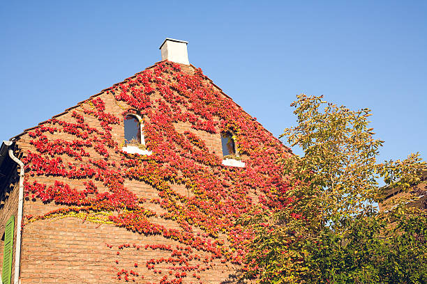 istock Creeper leaves in autumn 183137818