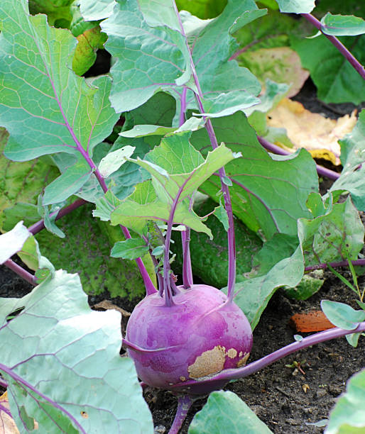 colirrábano - kohlrabi turnip cultivated vegetable fotografías e imágenes de stock