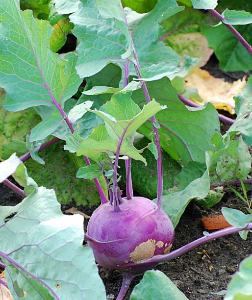 couve-rábano - kohlrabi turnip cultivated vegetable imagens e fotografias de stock