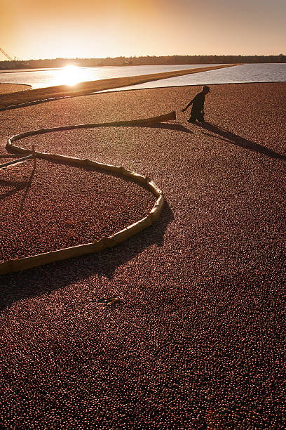 istock Cranberry Marsh Worker Harvesting in Wisconsin Field During Sunset 183137911