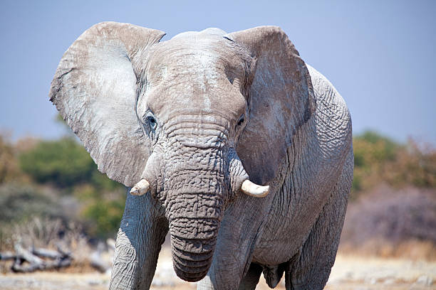 colère elephant, parc national d'etosha, namibie - parc national detosha photos et images de collection